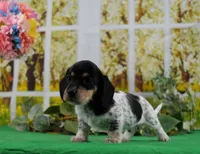 Little Moo, a male Miniature Dachshund for sale in Murphysboro, IL – Photo 1 of 4