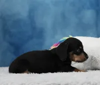 BT Wirehair, a male Miniature Dachshund for sale in Murphysboro, IL – 3 of 4