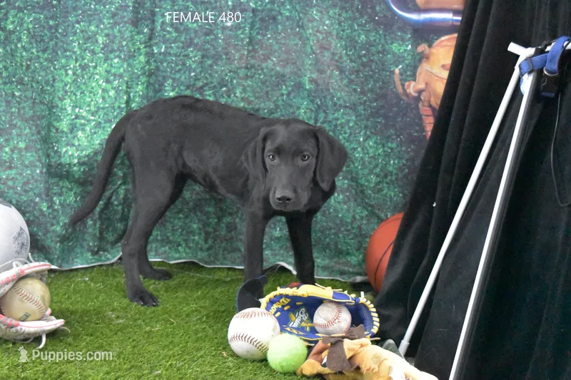 Sue's Female 480, a female Labrador Retriever for sale in Murphysboro, IL – 1 of 2