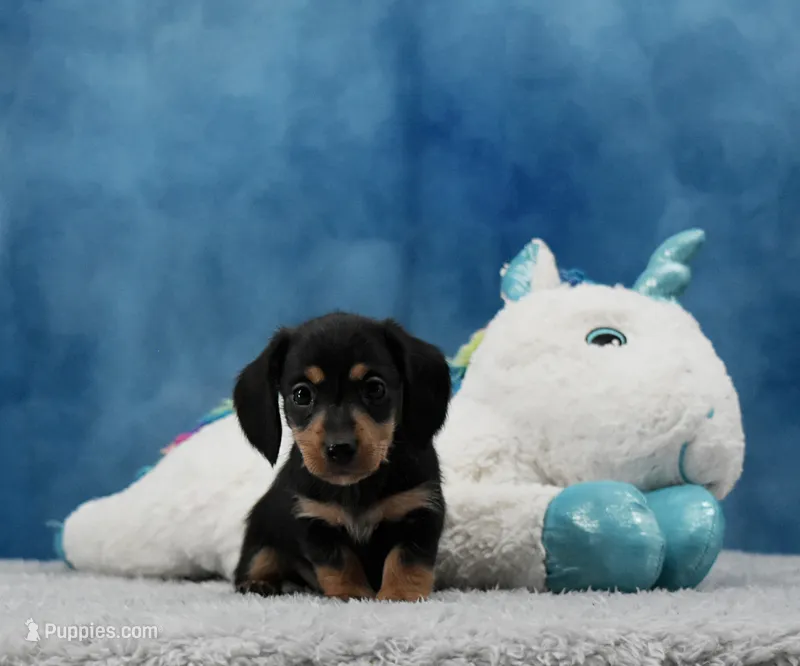 BT Wire Girl – Miniature Dachshund puppy for sale in Murphysboro, IL