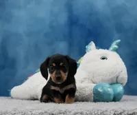 BT Wire Girl, a female Miniature Dachshund for sale in Murphysboro, IL – 1 of 4
