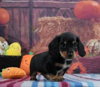 BT Tux Longhair, a female Miniature Dachshund for sale in Murphysboro, IL – 3 of 5