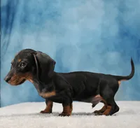 Mr. Smooth, a male Miniature Dachshund for sale in Murphysboro, IL – 6 of 7