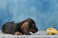 Mr. WB Wirehair, a male Miniature Dachshund for sale in Murphysboro, IL – 4 of 4