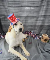 Ivory's boy 123, a male Labrador Retriever for sale in Murphysboro, IL – 4 of 5