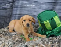 Spice's girl 890, a female Labrador Retriever for sale in Murphysboro, IL – Photo 2 of 4