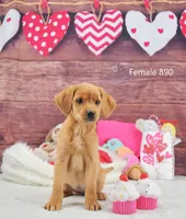 Spice's girl 890, a female Labrador Retriever for sale in Murphysboro, IL – Photo 3 of 4