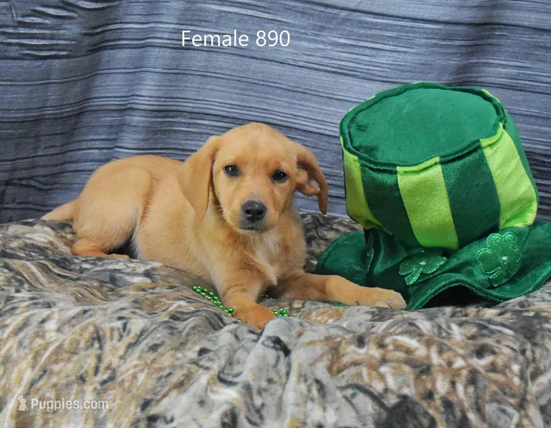 Spice's girl 890 – Labrador Retriever puppy for sale in Murphysboro, IL