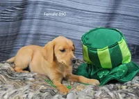 Spice's girl 890, a female Labrador Retriever for sale in Murphysboro, IL – Photo 4 of 4