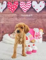 Spice's girl 890, a female Labrador Retriever for sale in Murphysboro, IL – Photo 4 of 4