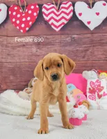 Spice's girl 890, a female Labrador Retriever for sale in Murphysboro, IL – Photo 1 of 4