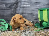 Spice's girl 890, a female Labrador Retriever for sale in Murphysboro, IL – Photo 3 of 4