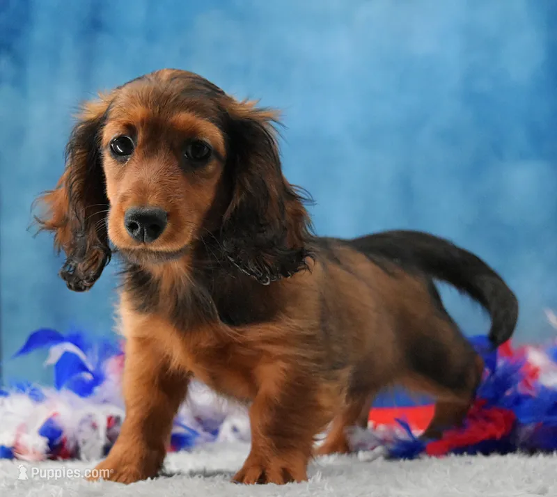 Red Russian – Miniature Dachshund puppy for sale in Murphysboro, IL