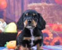 BT Tux Longhair, a female Miniature Dachshund for sale in Murphysboro, IL – 5 of 5