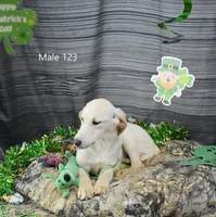 Ivory's boy 123, a male Labrador Retriever for sale in Murphysboro, IL – Photo 3 of 4