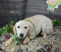 Ivory's boy 123, a male Labrador Retriever for sale in Murphysboro, IL – Photo 4 of 4