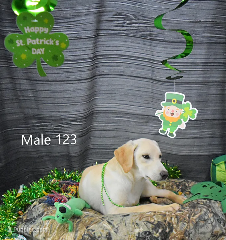 Ivory's boy 123 – Labrador Retriever puppy for sale in Murphysboro, IL
