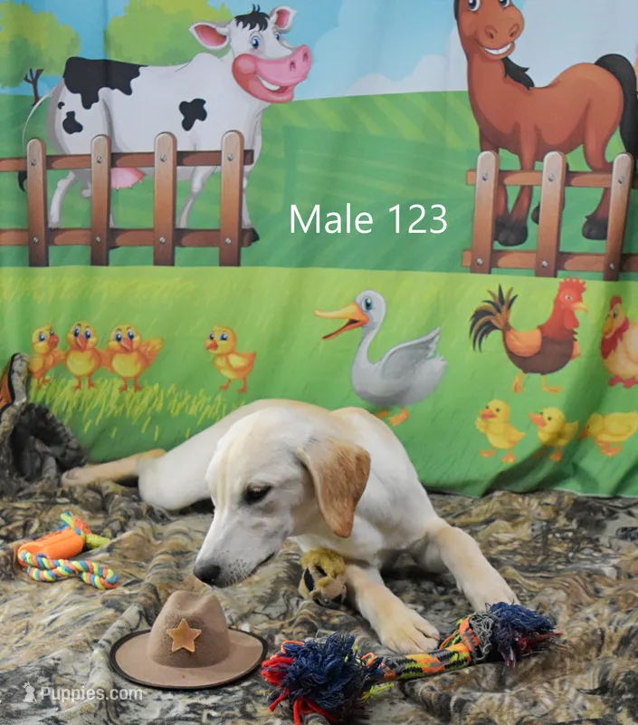 Ivory's boy 123 – Labrador Retriever puppy for sale in Murphysboro, IL