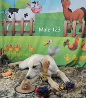 Ivory's boy 123, a male Labrador Retriever for sale in Murphysboro, IL – 1 of 3