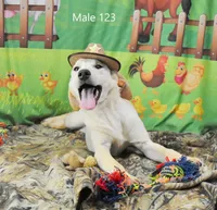 Ivory's boy 123, a male Labrador Retriever for sale in Murphysboro, IL – 2 of 3
