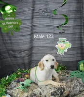 Ivory's boy 123, a male Labrador Retriever for sale in Murphysboro, IL – Photo 2 of 4