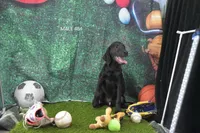 Sue's Male 484, a male Labrador Retriever for sale in Murphysboro, IL – 2 of 2