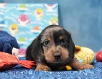 Wirehair Dapple , a male Miniature Dachshund for sale in Murphysboro, IL – 3 of 4