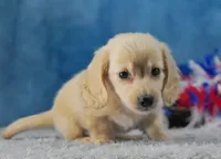 Blondie, a female Miniature Dachshund for sale in Murphysboro, IL – 5 of 5