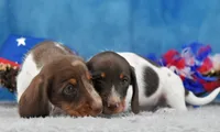 Dark Moo, a male Miniature Dachshund for sale in Murphysboro, IL – 3 of 4