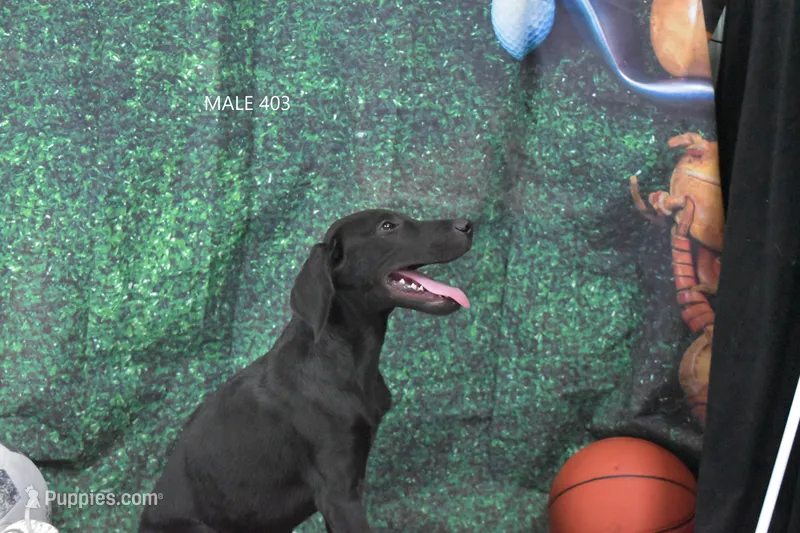 Sue's Male 403, a male Labrador Retriever for sale in Murphysboro, IL – 1 of 2