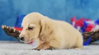 Blondie, a female Miniature Dachshund for sale in Murphysboro, IL – 3 of 5