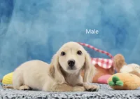 Tonya's Cream Longhair Boy, a male Miniature Dachshund for sale in Murphysboro, IL – 2 of 2