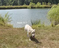 Butters' Male 411, a male Labrador Retriever for sale in Murphysboro, IL – 2 of 3