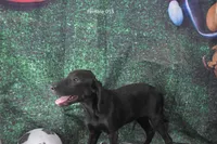 Ms. B's Female 055, a female Labrador Retriever for sale in Murphysboro, IL – 2 of 2