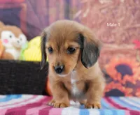 Red Longhair, a male Miniature Dachshund for sale in Murphysboro, IL – 3 of 4