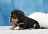 BT Wire Girl, a female Miniature Dachshund for sale in Murphysboro, IL – 3 of 4