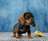 Mr. Smooth WB, a male Miniature Dachshund for sale in Murphysboro, IL – 4 of 5