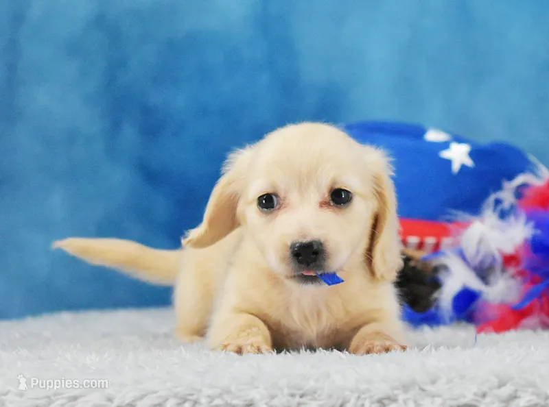 Blondie – Miniature Dachshund puppy for sale in Murphysboro, IL