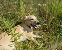 Butters' Male 214, a male Labrador Retriever for sale in Murphysboro, IL – 1 of 3