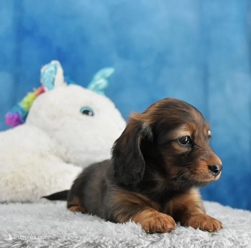 Red Russian – Miniature Dachshund puppy for sale in Murphysboro, IL
