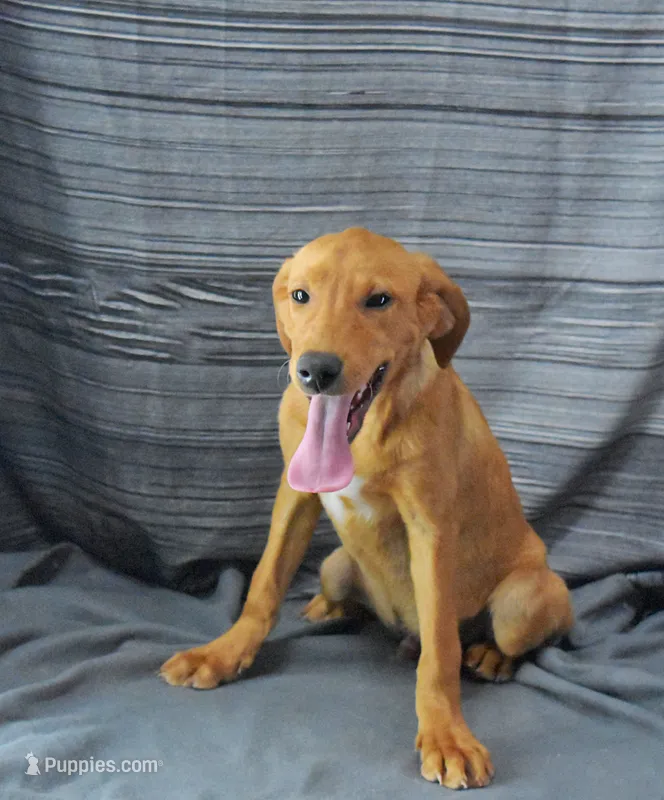 Nash – Labrador Retriever puppy for sale in Murphysboro, IL