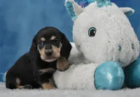 BC Wirehair, a male Miniature Dachshund for sale in Murphysboro, IL – 5 of 5