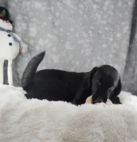 Black Mr., a male Labrador Retriever for sale in Murphysboro, IL – Photo 4 of 5