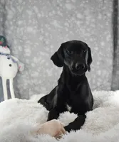 Black Mr., a male Labrador Retriever for sale in Murphysboro, IL – Photo 5 of 5