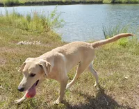 Butters' Male 214, a male Labrador Retriever for sale in Murphysboro, IL – 2 of 3