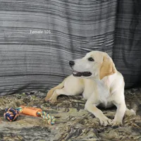 Birdie's Female 105, a female Labrador Retriever for sale in Murphysboro, IL – 3 of 3