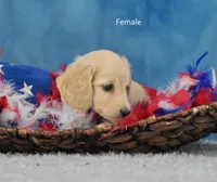 Pearl, a female Miniature Dachshund for sale in Murphysboro, IL – 2 of 4