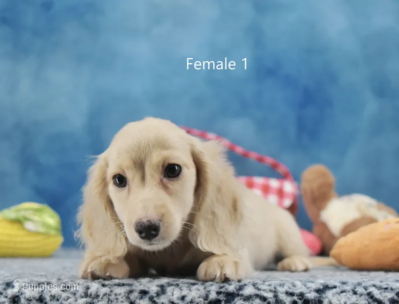 Tonya's Cream Longhair Girl – Miniature Dachshund puppy for sale in Murphysboro, IL