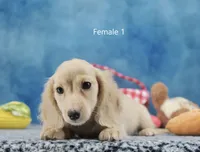 Tonya's Cream Longhair Girl, a female Miniature Dachshund for sale in Murphysboro, IL – 1 of 2