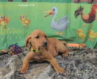 Spice's girl 919, a female Labrador Retriever for sale in Murphysboro, IL – Photo 3 of 3